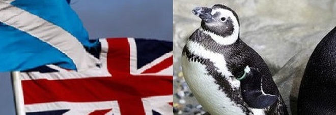 L'odissea dei pinguini di Man: «Tra Covid e Brexit, portarli in Irlanda è stato un miracolo»