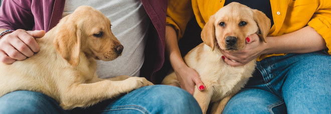 Addio “Fido”, gli italiani per scegliere i nomi dei loro cani ora si affidano a Serie Tv e personaggi famosi. ECCO LA TOP TEN