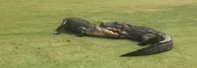 Alligatori invadono il campo da golf: la lotta sotto agli occhi dei giocatori VIDEO