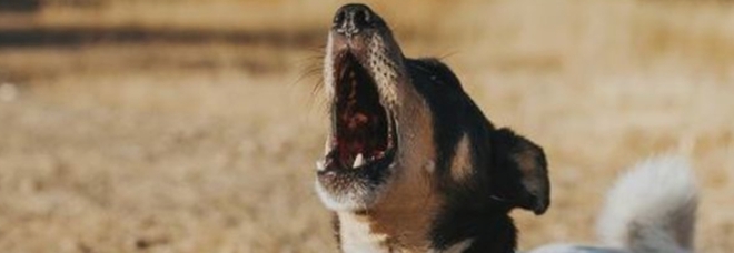 Spagna, massacrò i vicini anziani nel 2020 per il rumore dei loro cani: ancora nessun processo Joyce Greyce