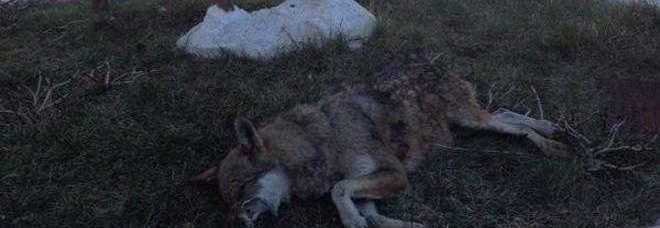 Cadavere di lupo ai piedi del monumento al cervo: minacce di morte alla Guardia forestale
