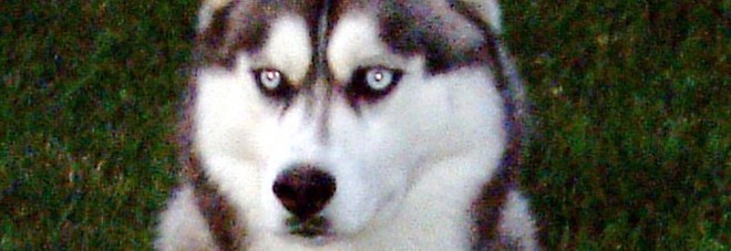 L'husky scatena un incendio in casa: «È riuscito ad accendere il microonde»