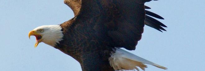 Donna incinta si ritrova faccia a faccia con un'aquila reale: «Così ho messo in salvo me e il mio cane»