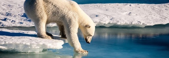 Invasione di orsi in un villaggio russo: colpa del riscaldamento globale. Gli abitanti: «Ce li siamo trovati di fronte»