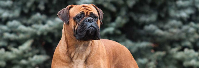 Il cane percorre 200 chilometri per tornare dal padrone, lo aveva abbandonato perché allergico al pelo