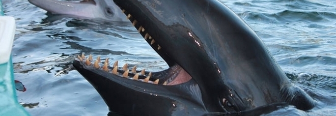 Morta Kina, l'orca più sola del mondo: era chiusa in una vasca. Gli ambientalisti: «Adesso è libera» (immagine pubblicata da Honolulu StarAdvertiser e Sea Life Park)