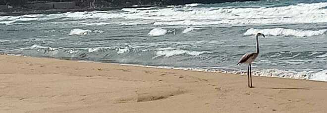 Sabaudia, un fenicottero passeggia sulla spiaggia vicino Torre Paola