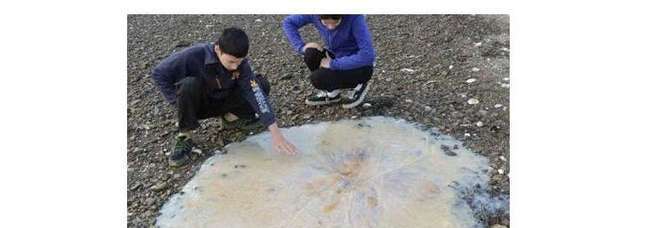 La medusa trovata (Afp)