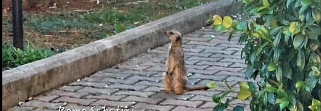 Un suricato per le strade di Roma, rintracciata la proprietaria