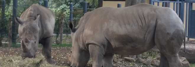 Roma, festa al Bioparco: dopo 20 anni tornano i rinoceronti, ecco Thomas e Kibo