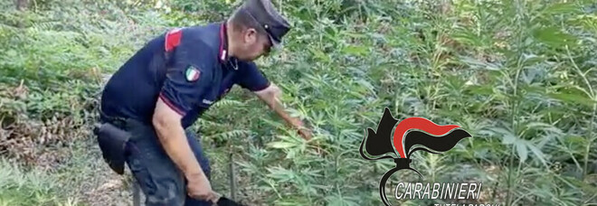 Somma Vesuviana, controlli dei forestali: sequestrate 18 piante di cannabis