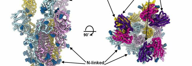 Covid, un mix di super anticorpi blocca l'ingresso del virus nelle cellule