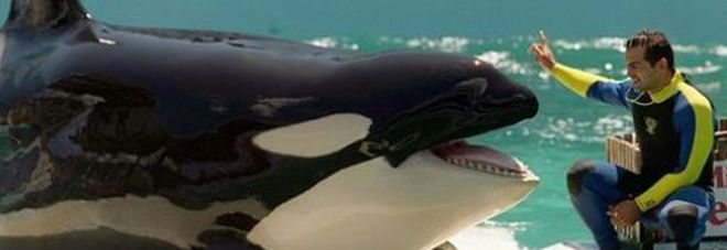Lolita, l'orca marina più sola del pianeta, nella sua piccola vasca che, a malapena, le permette di muoversi