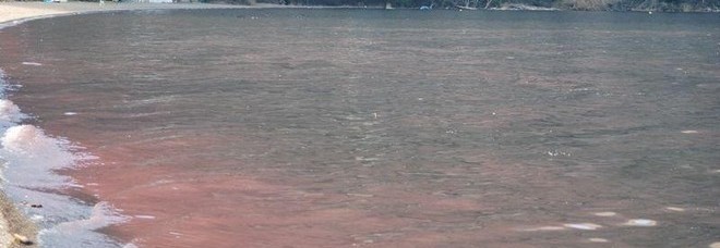 Lago di Vico, per il perito del tribunale l'alga rossa non è tossica