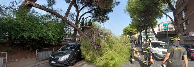 Terni, grosso ramo di pino cade sulla strada: paura in viale Tito Oro Nobili