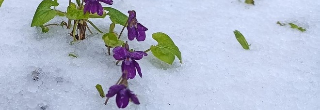 Primavera sotto la neve: la foto scattata sul Faito imbiancato