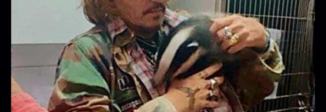 Johnny Depp insieme a Freddie, il cucciolo di tasso orfano (immag diffusa sui social da Folly Wildlife Rescue)