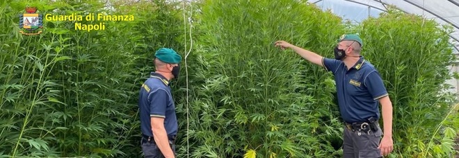 Baronissi, scoperta una serra casalinga di marijuana: denunciato 44enne