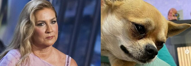 Romina Power in ansia per il piccolo Taquito: il volto sofferente del cagnolino su Instagram