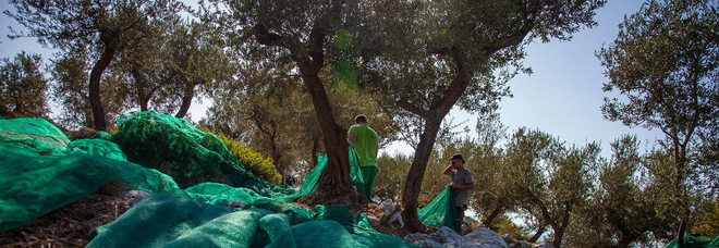 Anacapri tra i primi comuni d'Italia ad avviare la raccolta delle olive 2020