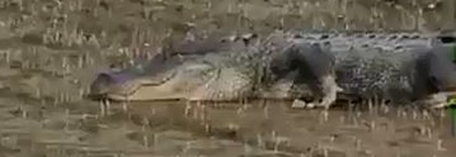 Trova un alligatore nel campo di riso: sorpresa in Arkansas. «Colpa delle inondazioni»