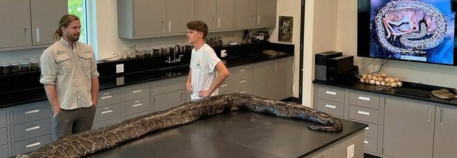 Pitone da record catturato in Florida: «Pesa 100 chili ed è lungo 6 metri» Pitone da record catturato in Florida: «Pesa 100 chili ed è lungo 6 metri»