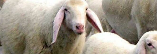 Lingua blu, il ministro Speranza annuncia: «120mila dosi di vaccino per i capi di bestiame»