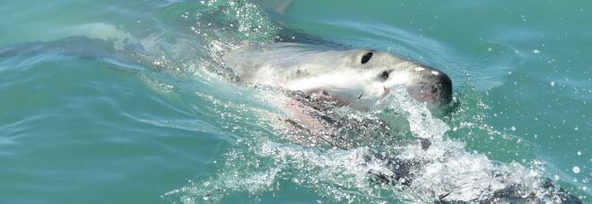 Ragazza di 15 anni attaccata da uno squalo perde una gamba: un parente le salva la vita colpendo l'animale