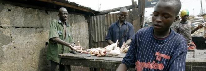 Nigeriani lavorano dei polli Nigeriani lavorano dei polli