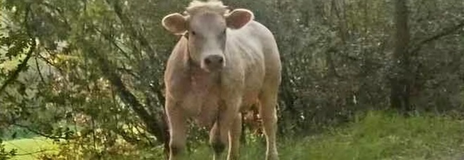 Luisa, la mucca latitante uccisa con un colpo in testa (immag social diffusa, tra gli altri, da Corriere Adriatico)