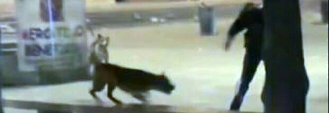 Milano, carabiniere spara al cane: ragazza ferita alla gamba, il video è virale sui social
