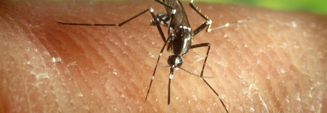 Singapore, boom di casi di dengue (la febbre "spaccaossa"): cosa rischia l'Italia?