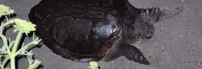 Ischia, atteso il primo nido sull’isola della tartaruga caretta caretta