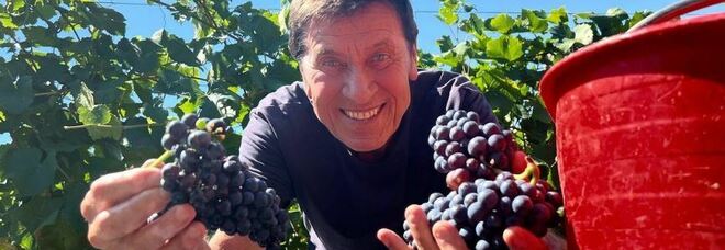 Gianni Morandi in campagna a raccogliere l'uva: «Qui la vendemmia è già cominciata »