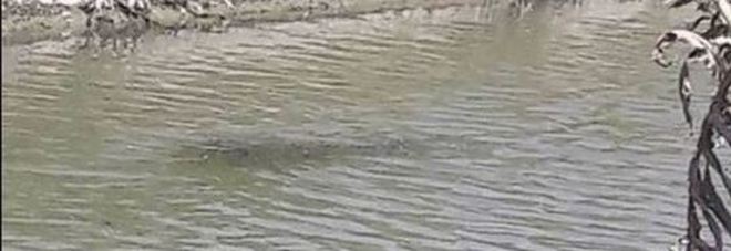 Fiumicino, caccia al coccodrillo a Maccarese: al setaccio i canali