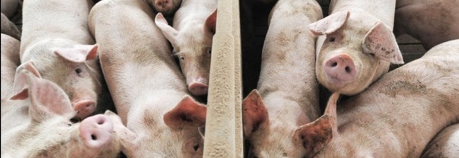 Spagna, telecamere obbligatorie nei macelli per tutelare il benessere animale: è il primo paese in UE