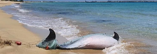 Delfino intrappolato nella rete da pesca trovato morto. Il direttore della Riserva Naturale: "Nostri sforzi vanificati"