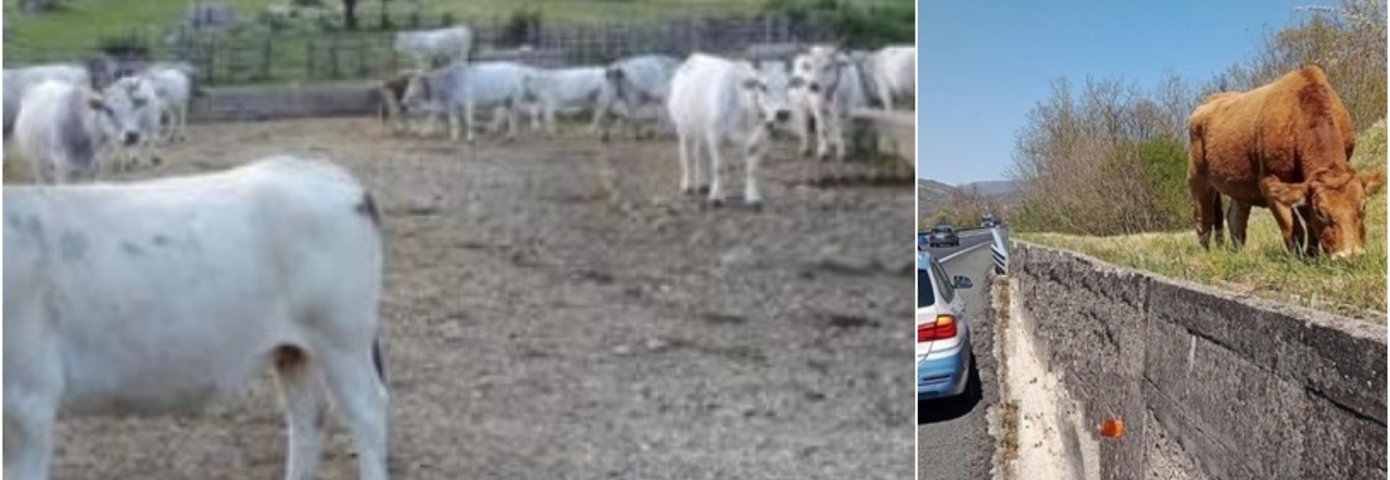 Passa la mandria, cerca di proteggere la sua auto ma viene travolta da una mucca: 59enne gravissima