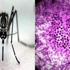 Febbre dengue, due casi accertati in Italia