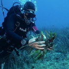 Save the Wave alle Isole Tremiti per la riforestazione di Posidonia oceanica