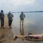 Morto il delfino solitario del fiume Mekong
