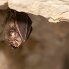 Pipistrelli trasportavano patogeno "quasi identico" al virus già nel 2010 in Cambogia