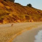 Turista passeggia all'alba sulla spiaggia, azzannata da un cane 