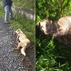 Spagna, picchia e spara al suo cane trascinandolo in strada: «Sono cacciatore, sparo a chi c...o mi pare»