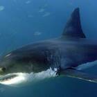 Turista attaccato da uno squalo sul litorale di San Paolo: primo caso in 30 anni
