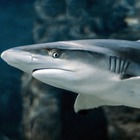 Turista dodicenne perde un braccio in vacanza: attaccato da uno squalo che rischia l'estinzione