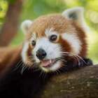 Sydney, rarissimo panda rosso ucciso da un'auto