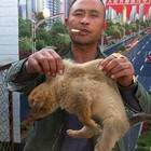 Coronavirus, in Cina riaprono i mercati: in vendita cani, gatti e pipistrelli