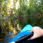 Attimi di terrore: il video dell’attacco di un alligatore durante il giro in kayak