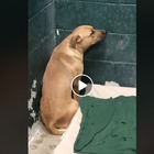 Cane abbandonato dai padroni: il video di Coby terrorizzato contro il muro commuove il web
